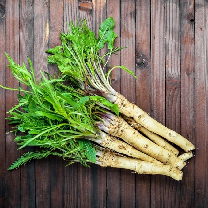 XL Size Horseradish Crown Root Plant, Horseradish Crowns to Plant, Planting Size Roots, No HI