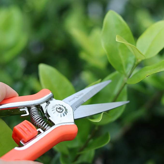 FLORA GUARD 6.5-Inch Floral Scissors, Zinc Alloy with Rubber Handle, Toothed Blade for Quick Cutting, Suitable for Flower Placement, Plant Pruning, Rose or Fruit Picking (6 PCS)