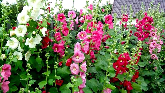 Seeds Hollyhock Seed Mix Malva 30+ Seeds for Planting Showy Perennial Flower Multicolor Mixture (Pack of 2)