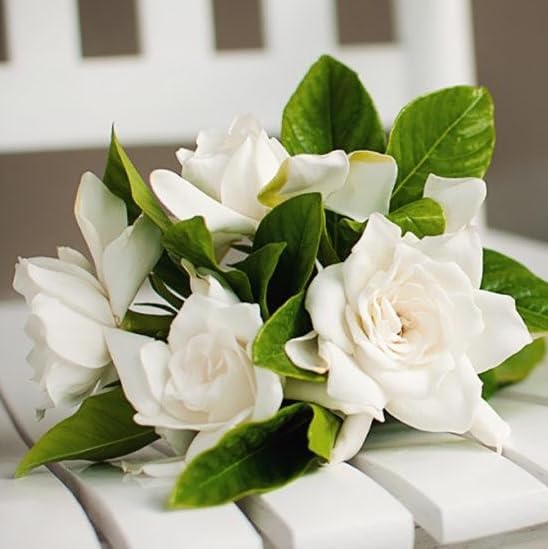 Gardenia Veitchii - Everblooming - Gardenia Jasminoides. Fragrant Evergreen Shrub with Glossy Foliage and Pure White Blooms, Perfect for Pots, Borders, or Gardens (2 Gardenia Veitchii Plants in Sac)