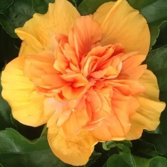 2 Hibiscus Live Plants, Clump 8-12” Tall, Hardy Hibiscus Plants Live, Hibiscus Trees Flowering Shrub (Double Peach Hibiscus)