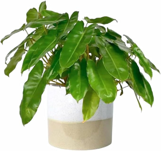 2 Green Leaf Philodendron Live Plant 5-9" Tall, Rare Tropical Indoor Houseplant Home Garden