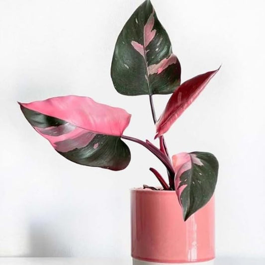 2 Pink Princess Philodendron Live Plant 5-9" Tall, Rare Tropical Indoor Houseplant Home Garden