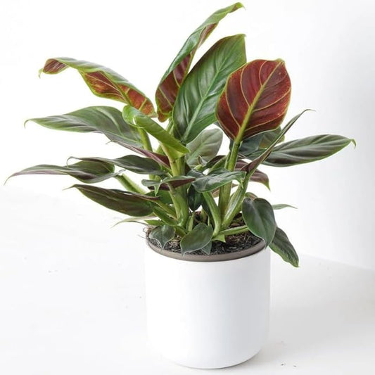2 Rare Philodendron Live Plant 5-9" Tall, Rare Tropical Indoor Houseplant Home Garden