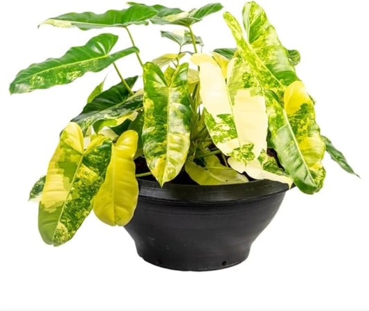 2 Variegated Philodendron Live Plant 5-9" Tall, Rare Tropical Indoor Houseplant Home Garden