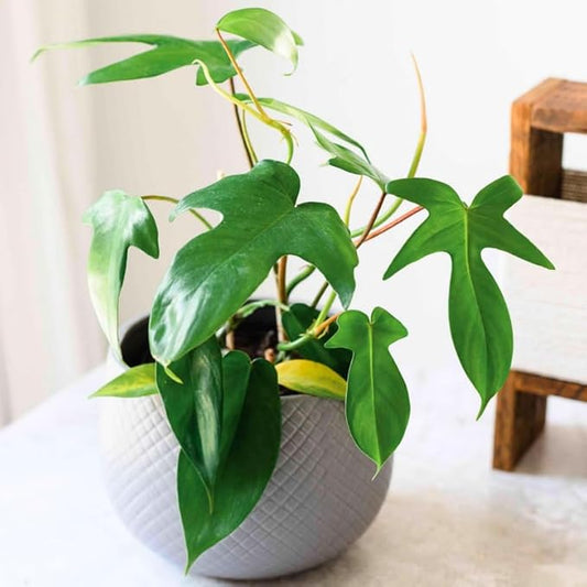 2 Beauty Philodendron Live Plant 5-9" Tall, Rare Tropical Indoor Houseplant Home Garden