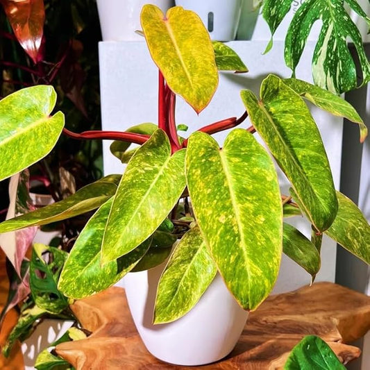 2 Lady Philodendron Live Plant 5-9" Tall, Rare Tropical Indoor Houseplant Home Garden