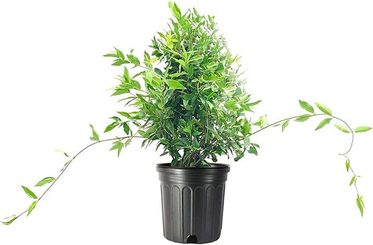 Carolina Jasmine | 2 Large Gallon Size Plant | Gelsemium Sempervirens | Fragrant Yellow Blooms, Evergreen Vine, Low Maintenance, Fast Growing, Climbing, Attracts Pollinators, Garden Trellis