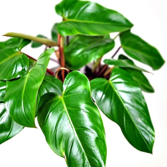 2 Red Philodendron Live Plant 5-9" Tall, Rare Tropical Indoor Houseplant Home Garden