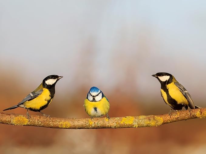 Birdseed Cylinders with Hole - Bird Seed for Outside Wild Birds (Small Cylinder, Tweet Treats 6pc)