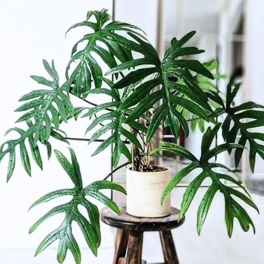 2 Green Philodendron Live Plant 5-9" Tall, Rare Tropical Indoor Houseplant Home Garden