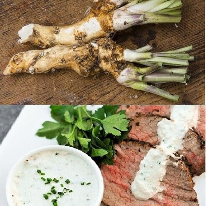 XL Size Horseradish Crown Root Plant, Horseradish Crowns to Plant, Planting Size Roots, No HI