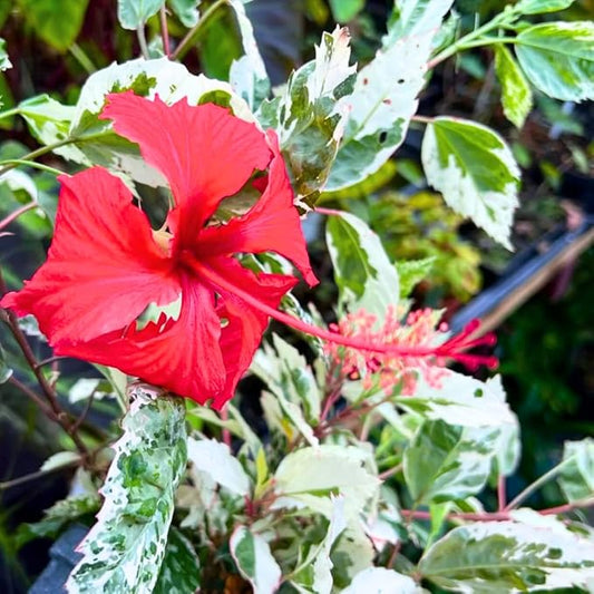 2 Hibiscus Live Plants, Clump 8-12” Tall, Hardy Hibiscus Plants Live, Hibiscus Trees Flowering Shrub (Snow Queen Hibiscus)