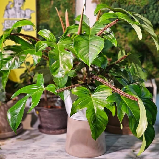 2 Green Leaves Philodendron Live Plant 5-9" Tall, Rare Tropical Indoor Houseplant Home Garden