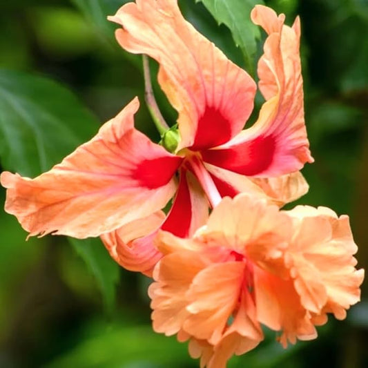 2 Hibiscus Live Plants, Clump 8-12” Tall, Hardy Hibiscus Plants Live, Hibiscus Trees Flowering Shrub (Peach Hibiscus)
