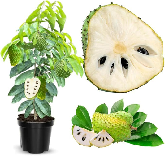 3 Years Old Soursop Tree Plant Live in 3 Gallon Pot, 2-3 Feet Soursop Trees Seedling Tropical Fruit, Sweet Annona Muricata Guanabana for Outdoor Planting, Can not Ship to California