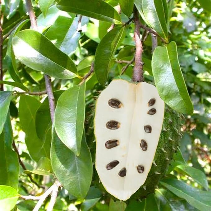 3 Years Old Soursop Tree Plant Live in 3 Gallon Pot, 2-3 Feet Soursop Trees Seedling Tropical Fruit, Sweet Annona Muricata Guanabana for Outdoor Planting, Can not Ship to California