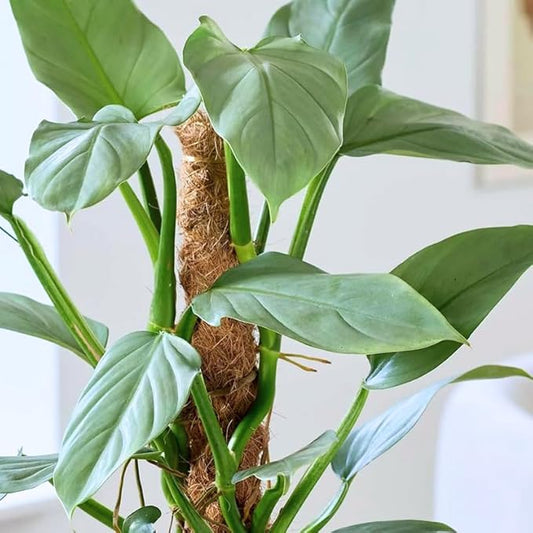 2 Silver Philodendron Live Plant 5-9" Tall, Rare Tropical Indoor Houseplant Home Garden