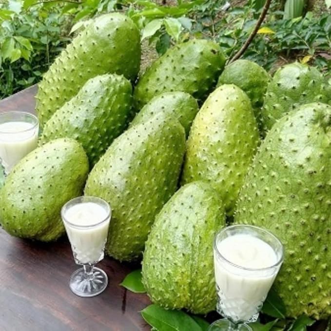 3 Years Old Soursop Tree Plant Live in 3 Gallon Pot, 2-3 Feet Soursop Trees Seedling Tropical Fruit, Sweet Annona Muricata Guanabana for Outdoor Planting, Can not Ship to California