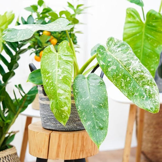 2 White Green Variegated Philodendron Live Plant 5-9" Tall, Rare Tropical Indoor Houseplant Home Garden