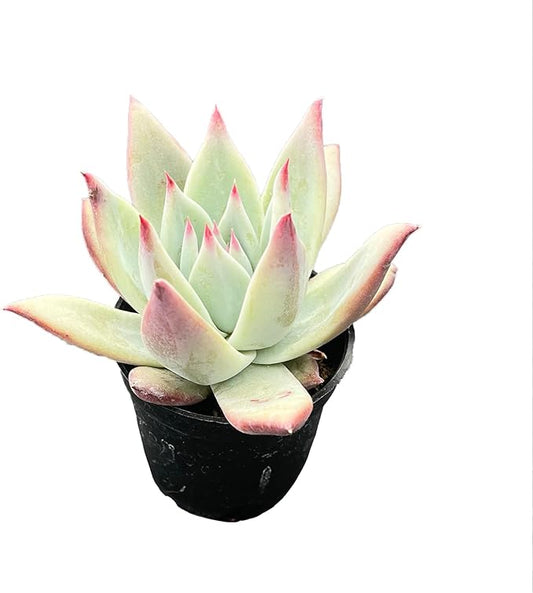 2" Rare Succulent Echeveria Colorata VAR. Brandtii, Live Succulents Plants Fully Rooted in Grower Pots, Unique Gift for Wedding Favor, Party Favor