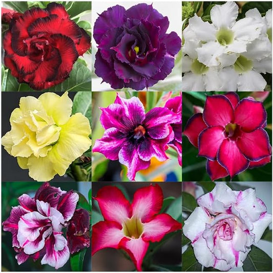20 Desert Rose Seeds for Planting Mixed Color Ready to Grow Adenium Obesum Seeds Exotic Succulent Colorful Bonsai Plant Tropical Rose Flower Planting Non-GMO Heirloom