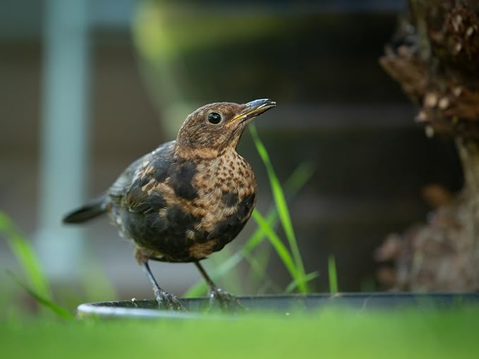 Birdseed Cylinders with Hole - Bird Seed for Outside Wild Birds (Small Cylinder, Bandit Buster 4pc)