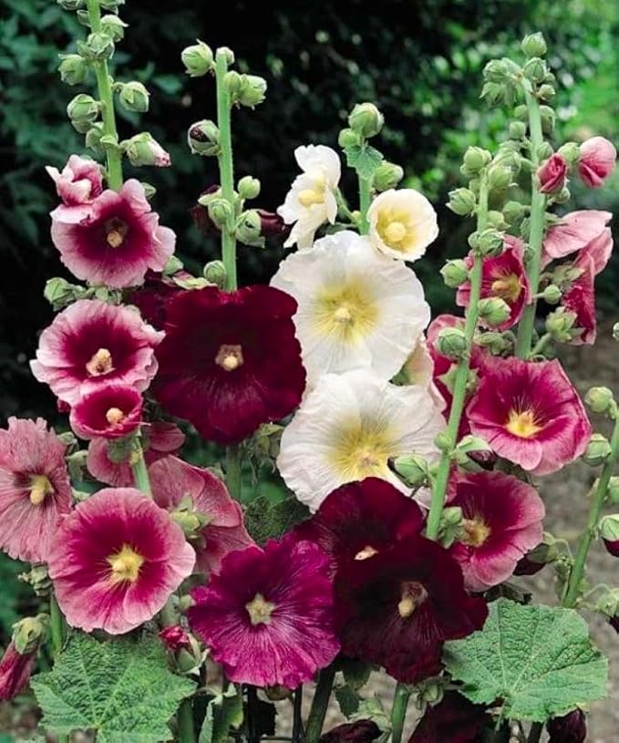 Seeds Hollyhock Seed Mix Malva 30+ Seeds for Planting Showy Perennial Flower Multicolor Mixture (Pack of 2)