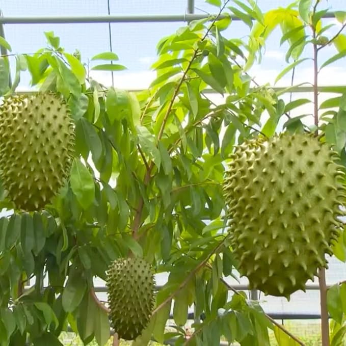 3 Years Old Soursop Tree Plant Live in 3 Gallon Pot, 2-3 Feet Soursop Trees Seedling Tropical Fruit, Sweet Annona Muricata Guanabana for Outdoor Planting, Can not Ship to California