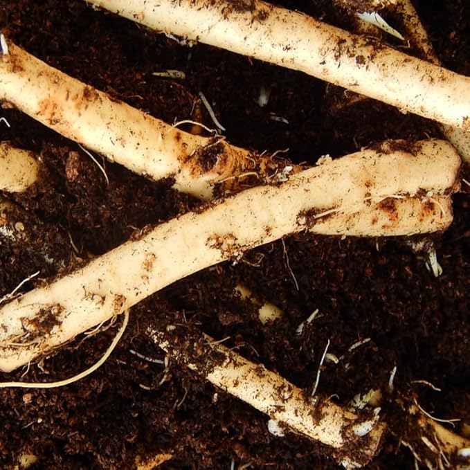 XL Size Horseradish Crown Root Plant, Horseradish Crowns to Plant, Planting Size Roots, No HI