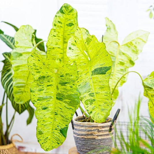 2 Long Leaf Philodendron Live Plant 5-9" Tall, Rare Tropical Indoor Houseplant Home Garden