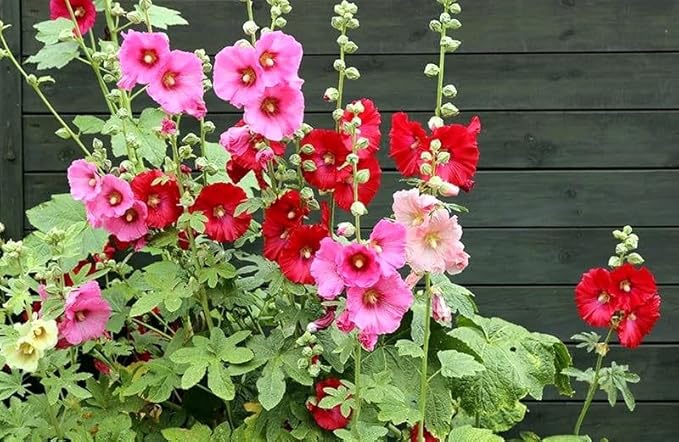 Seeds Hollyhock Seed Mix Malva 30+ Seeds for Planting Showy Perennial Flower Multicolor Mixture (Pack of 2)