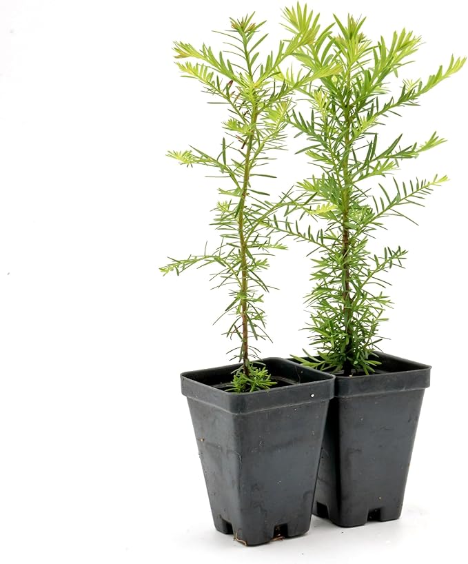 2 Coastal Redwood in 3.5” Nursery Cubes (Sequoia sempervirens) | Majestic Evergreen Tree for Shade, Privacy & Wildlife Support | Ready-to-Plant Live Starter Plants