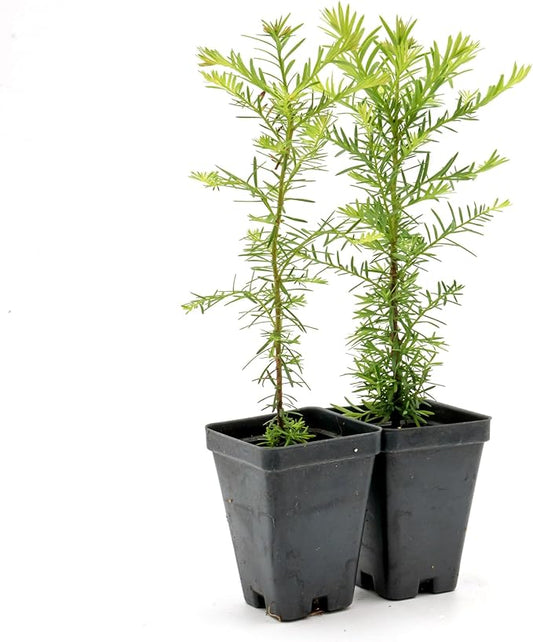 2 Coastal Redwood in 3.5” Nursery Cubes (Sequoia sempervirens) | Majestic Evergreen Tree for Shade, Privacy & Wildlife Support | Ready-to-Plant Live Starter Plants