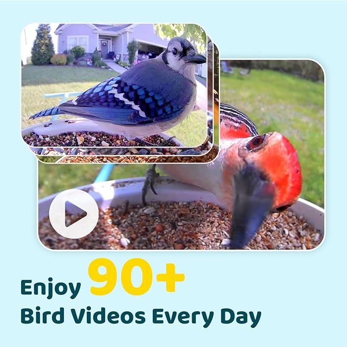 NETVUE by Birdfy Smart Bird Feeder with Camera, Bird Watching Camera, Auto Capture Video & Motion Detection, 1080P Live Steam, Cardinal Feeder Outdoor Wireless, Ideal Present for Backyard Birder, Blue