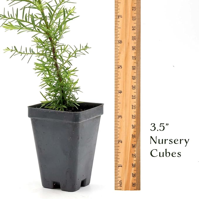 2 Coastal Redwood in 3.5” Nursery Cubes (Sequoia sempervirens) | Majestic Evergreen Tree for Shade, Privacy & Wildlife Support | Ready-to-Plant Live Starter Plants