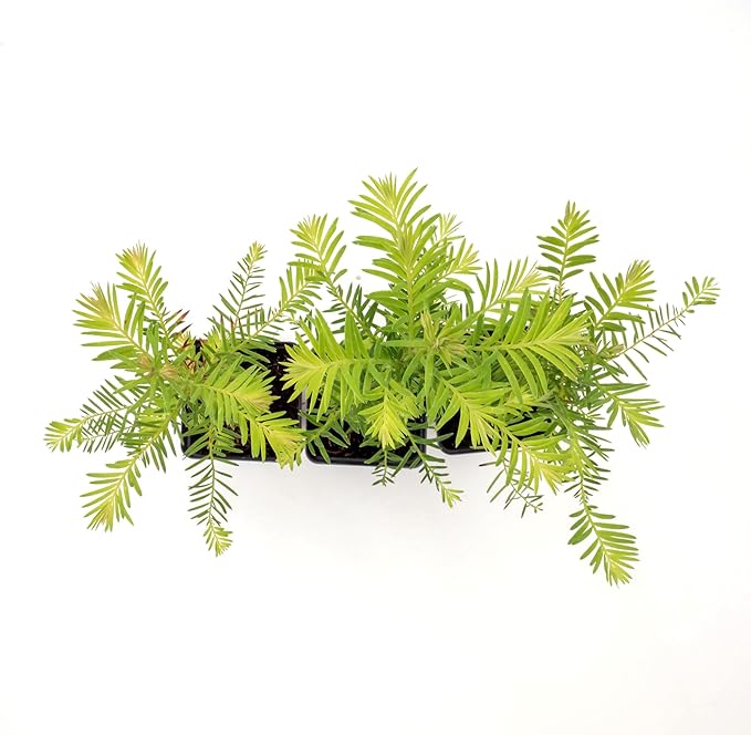 3 Coastal Redwood in 3.5” Nursery Cubes (Sequoia sempervirens) | Majestic Evergreen Tree for Shade, Privacy & Wildlife Support | Ready-to-Plant Live Starter Plants