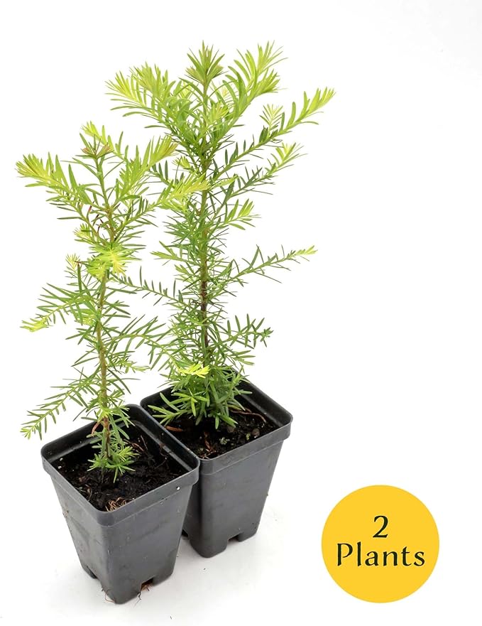 2 Coastal Redwood in 3.5” Nursery Cubes (Sequoia sempervirens) | Majestic Evergreen Tree for Shade, Privacy & Wildlife Support | Ready-to-Plant Live Starter Plants