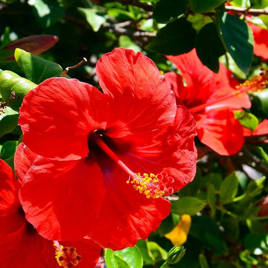 2 Red Hibiscus Live Plants, Clump 8-12” Tall, Hardy Hibiscus Plants Live, Hibiscus Trees Flowering Shrub
