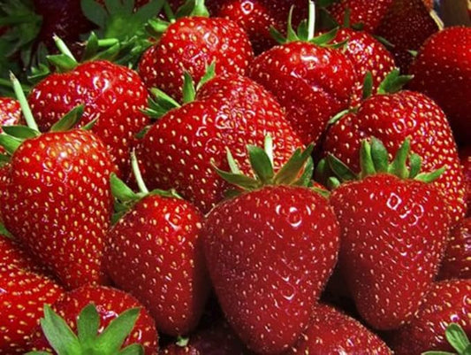 10 Evie Everbearing Strawberry Plants