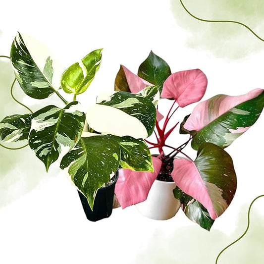 2 Philodendron Live Plant 5-9" Tall, Rare Tropical Indoor Houseplant Home Garden (Mix Rare Philodendron)
