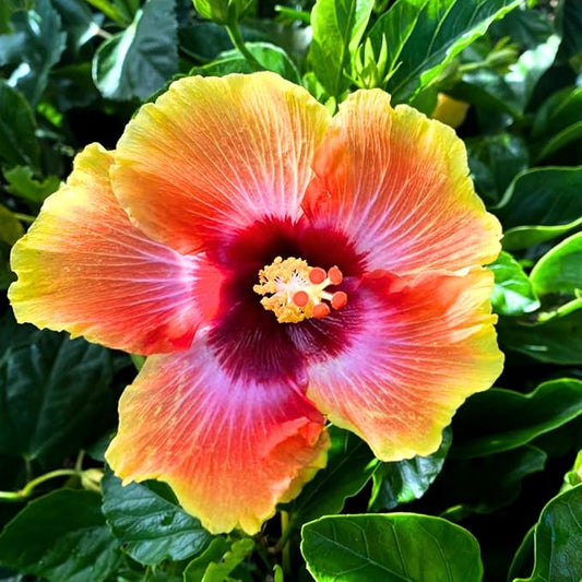 2 Sunset Hibiscus Live Plants, Clump 8-12” Tall, Hardy Hibiscus Plants Live, Hibiscus Trees Flowering Shrub