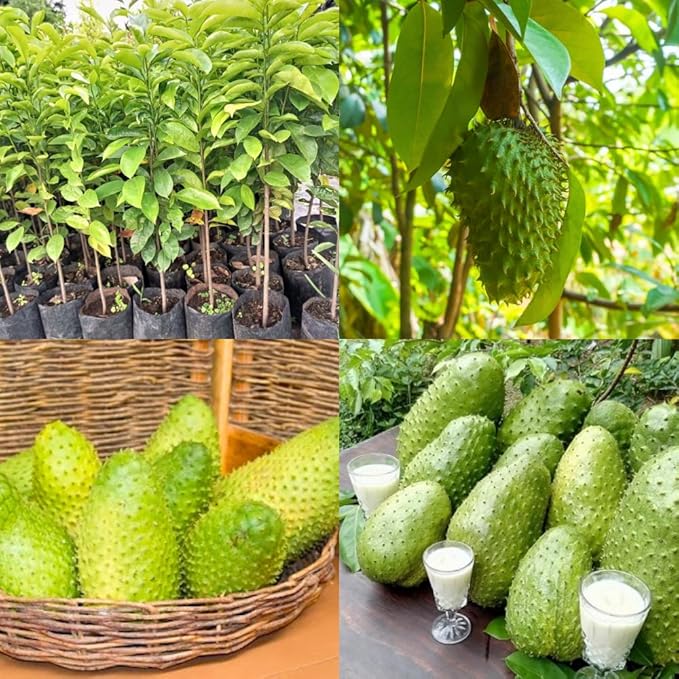 3 Years Old Soursop Tree Plant Live in 3 Gallon Pot, 2-3 Feet Soursop Trees Seedling Tropical Fruit, Sweet Annona Muricata Guanabana for Outdoor Planting, Can not Ship to California