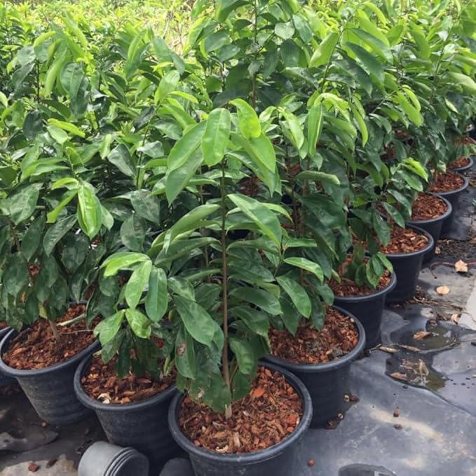 3 Years Old Soursop Tree Plant Live in 3 Gallon Pot, 2-3 Feet Soursop Trees Seedling Tropical Fruit, Sweet Annona Muricata Guanabana for Outdoor Planting, Can not Ship to California