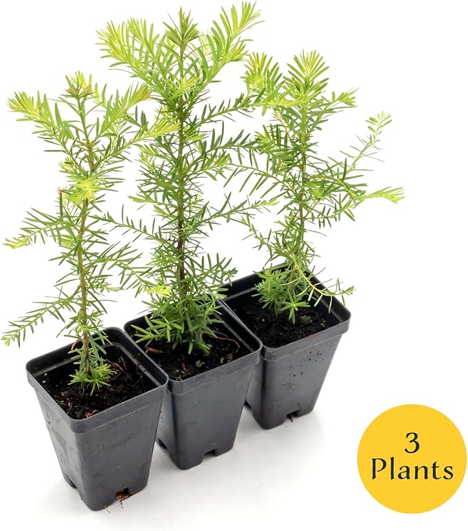 3 Coastal Redwood in 3.5” Nursery Cubes (Sequoia sempervirens) | Majestic Evergreen Tree for Shade, Privacy & Wildlife Support | Ready-to-Plant Live Starter Plants