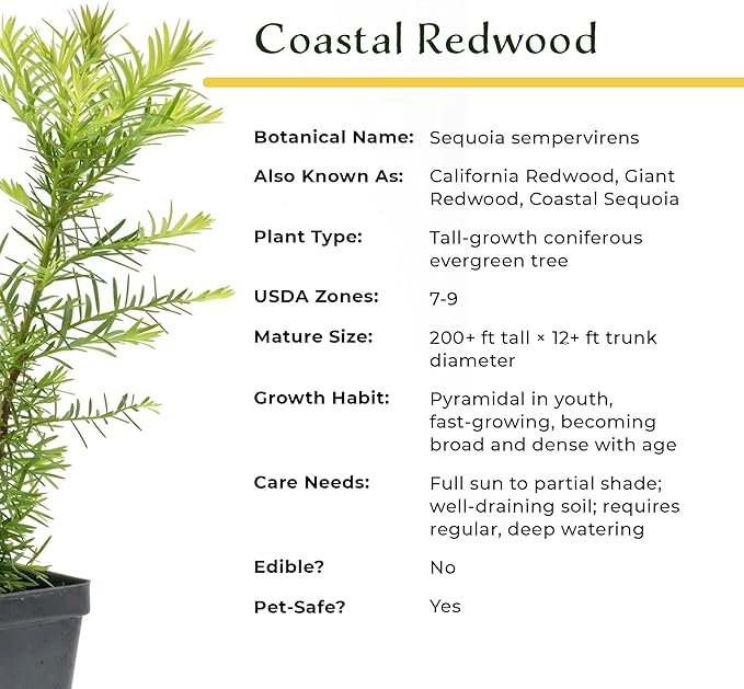 2 Coastal Redwood in 3.5” Nursery Cubes (Sequoia sempervirens) | Majestic Evergreen Tree for Shade, Privacy & Wildlife Support | Ready-to-Plant Live Starter Plants