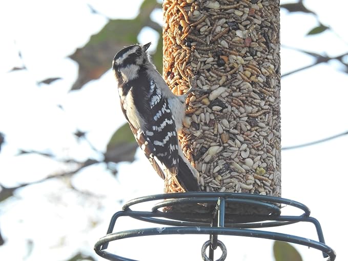 JCs Wildlife Woodpecker Blend Premium Bird Seed 2 lb Small Cylinder with Hole (2 Cylinders)