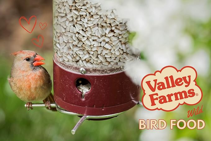 Valley Farms Safflower Seed Wild Bird Food (4 LB) Birdseed for Outside Feeders to Attract Cardinals, Titmice & Grosbeaks