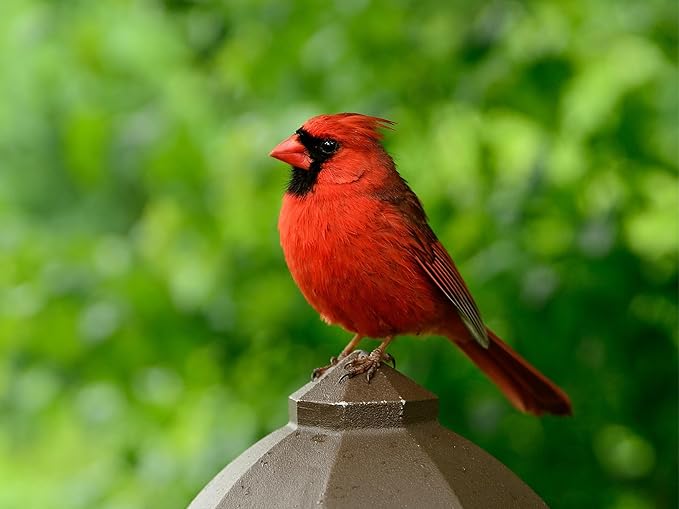Birdseed Cylinders with Hole - Bird Seed for Outside Wild Birds (Small Cylinder, Neat Beak 6pc)