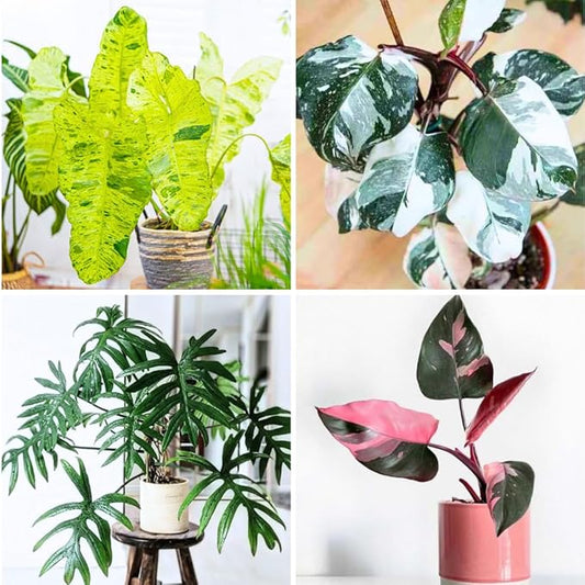 2 Philodendron Live Plant 5-9" Tall, Rare Tropical Indoor Houseplant Home Garden (Random Philodendron)